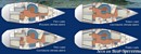 Catalina Yachts Catalina 42 layout Picture extracted from the commercial documentation © Catalina Yachts